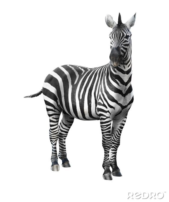 Sticker Zebra auf einem leeren Hintergrund
