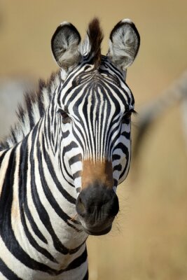 Zebra auf Savanne
