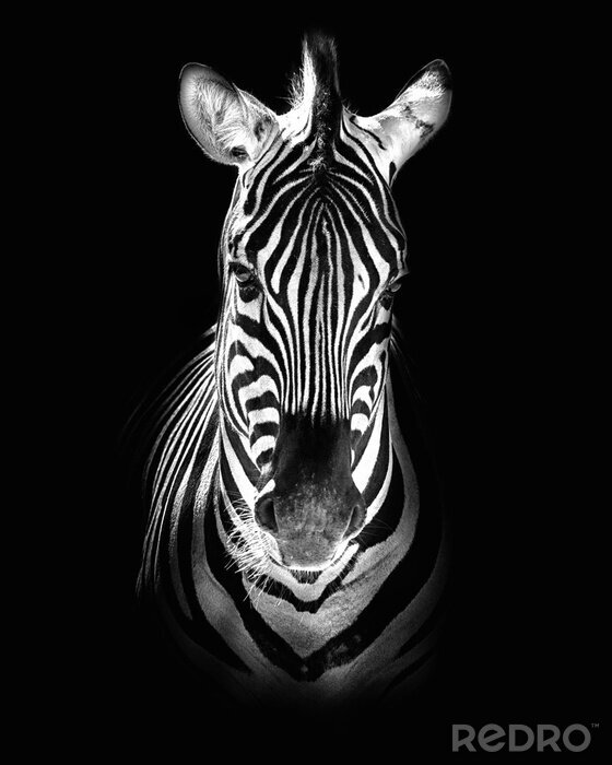 Sticker Zebra auf Schwarz-Weiß-Foto