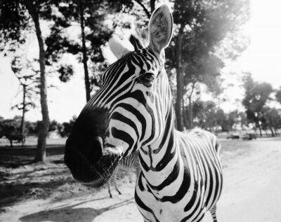 Sticker Zebra in Schwarz-Weiß-Fotografie