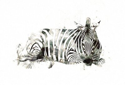 Sticker Zebra wie gemalt auf weißem Hintergrund