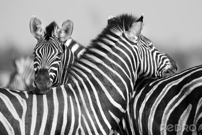 Sticker Zebras in Afrika