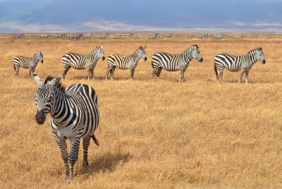 Sticker Zebras in der Savanne