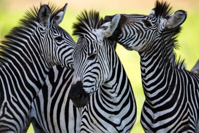 Zebras vor dem Hintergrund des Zoos