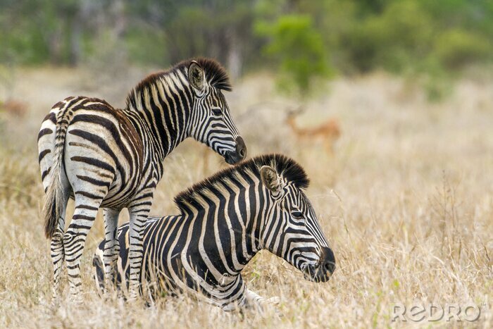 Sticker Zebras wildes Afrika auf einer Fotografie