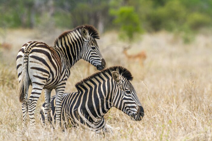 Sticker Zebras wildes Afrika auf einer Fotografie