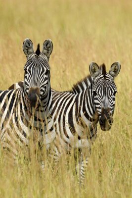 Sticker Zebras wildes Afrika und Savanne