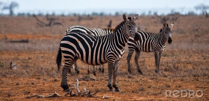 Sticker Zebras wildes Afrika und trockenes Grasland