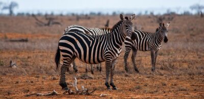 Sticker Zebras wildes Afrika und trockenes Grasland