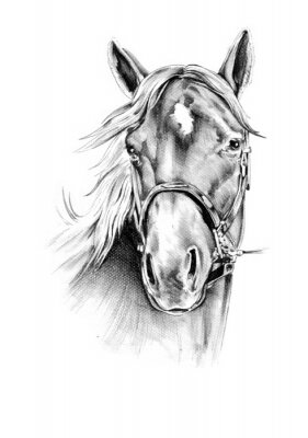 Zeichnerisches porträt eines pferdes