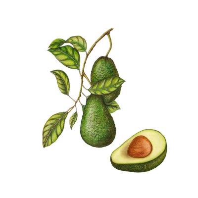 Sticker Zeichnung mit Avocado-Frucht auf einem Zweig