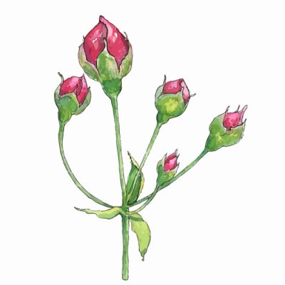 Sticker Zeichnung mit Rosenknospen