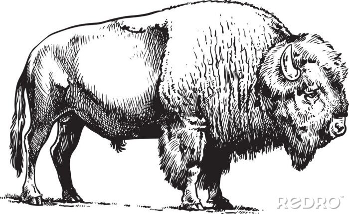 Sticker Zeichnung schwarz-weißer amerikanischer Büffel Skizze