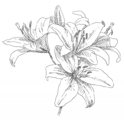 Zeichnung von vier Blumen