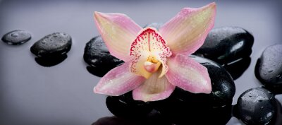 Sticker Zen Stones und Orchid Blume. Stone Massage