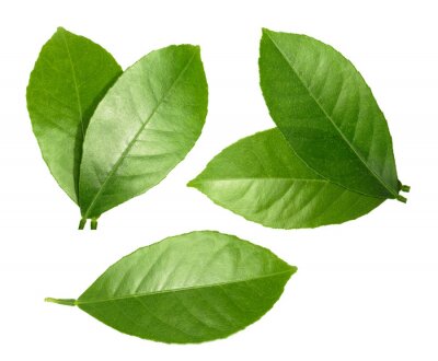 Sticker Zitrone Blatt isoliert auf weißem Hintergrund