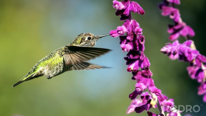 Sticker zu blühenden Blumen fliegender Vogel
