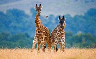 Zwei bezaubernde Giraffen in Tansania