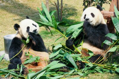 Zwei blätter fressende pandas