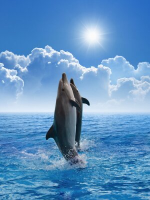 Sticker Zwei Delfine aus dem Wasser springend
