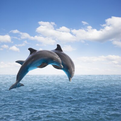 Zwei Delfine beim Sprung