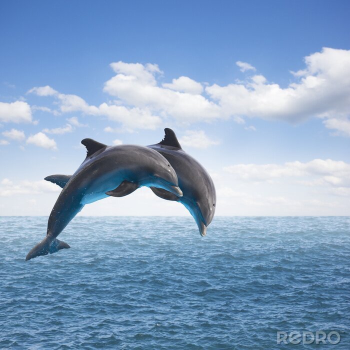 Sticker Zwei Delfine beim Sprung
