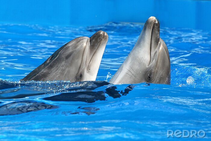 Sticker Zwei Delfine in einem Pool