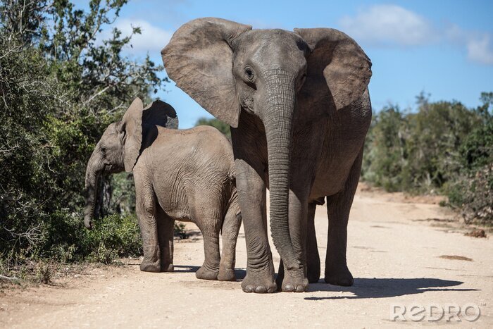 Sticker Zwei Elefanten auf dem Pfad