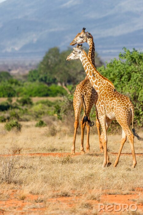 Sticker Zwei Giraffen auf Safari