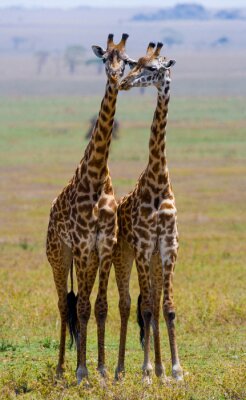 Zwei Giraffen in der Sonne