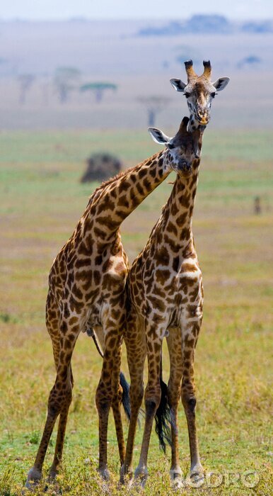 Sticker Zwei Giraffen in Tansania