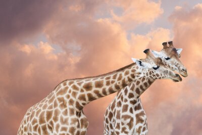 Sticker Zwei Giraffen vor dem Hintergrund der Wolken