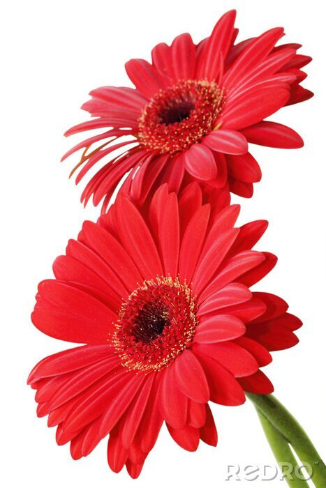 Sticker Zwei große rote Blüten