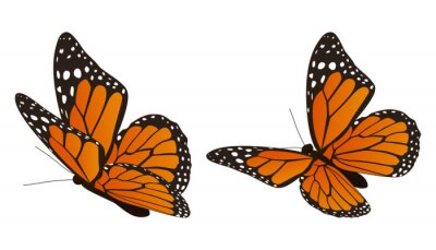 Sticker Zwei orangefarbene Schmetterlinge mit weißen Tupfen