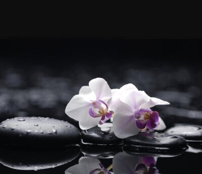Sticker Zwei Orchidee mit Steinen auf nassen Hintergrund