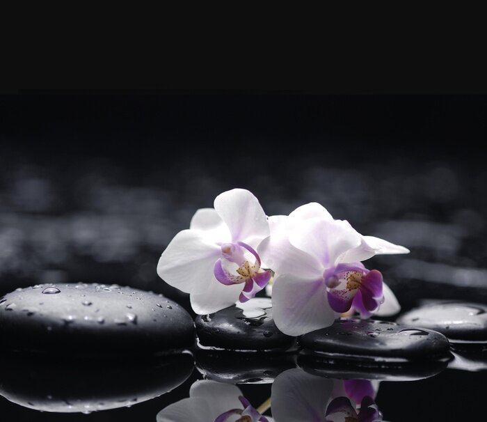 Sticker Zwei Orchidee mit Steinen auf nassen Hintergrund