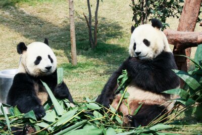 Zwei pandablätter