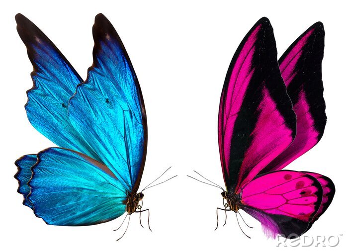Sticker Zwei Schmetterlinge, die einander anschauen