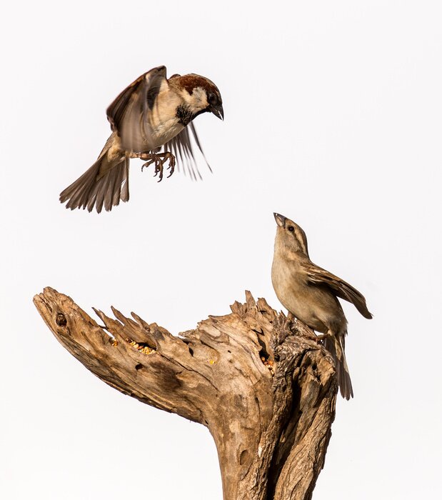 Sticker Zwei Vögel auf weißem Hintergrund