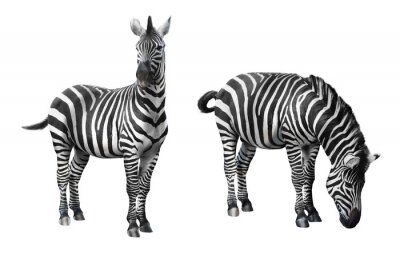 Sticker Zwei Zebras auf einem leeren Hintergrund