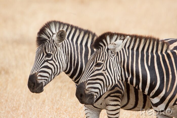 Sticker Zwei Zebras auf einem Savannenhintergrund