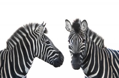 Zwei Zebras auf weißem Hintergrund