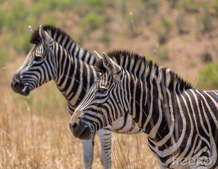 Sticker Zwei Zebras im Profil