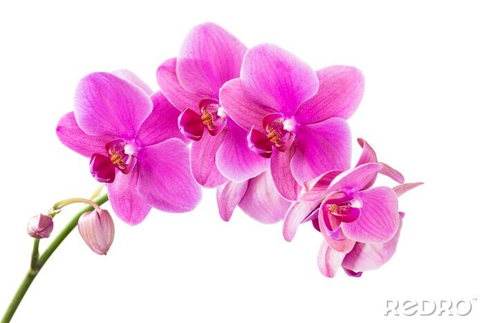 Sticker Zweig einer Orchidee auf weißem Hintergrund
