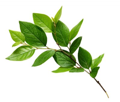 Sticker Zweig mit grünen Blättern