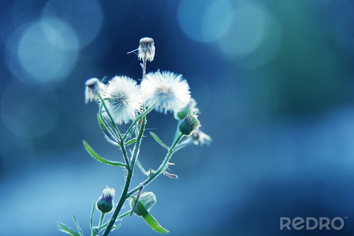 Sticker Zweig vom Löwenzahn auf blauem Hintergrund