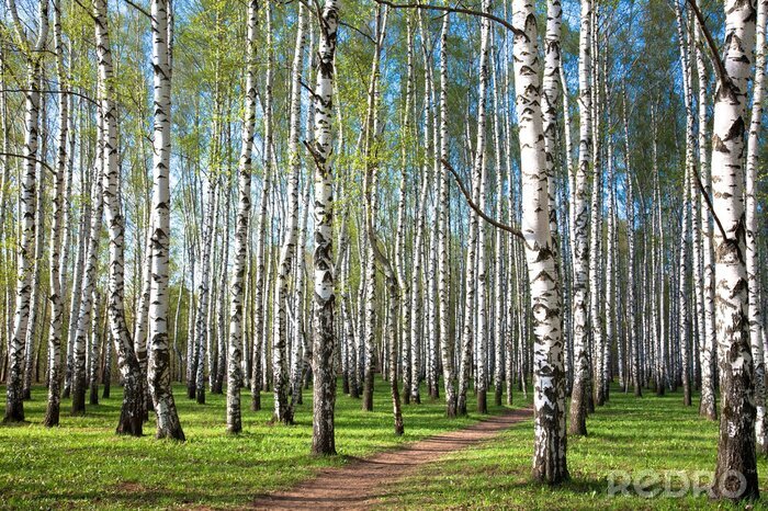 Tapete Auf Birken fallende Sonne