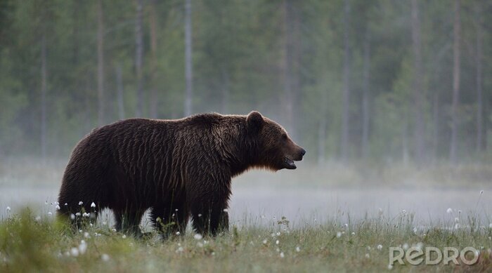 Tapete Bär im nebligen Wald