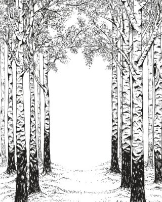 Bäume schwarz-weiß Birkenwald