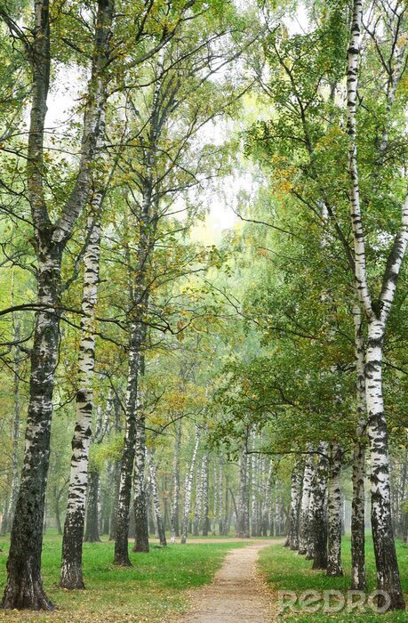 Tapete Birken im herbstlichen Park